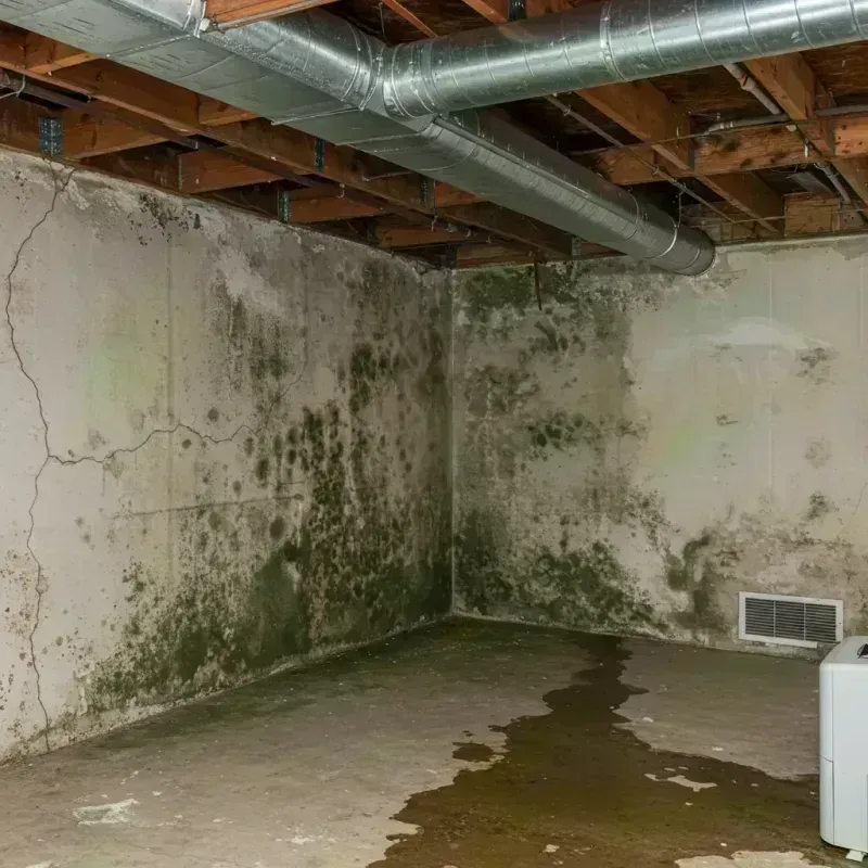 Professional Mold Removal in Elsberry, MO